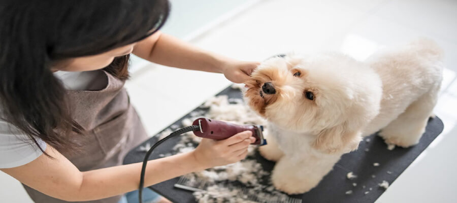 "Puppy Grooming Basics: Essential Tips for New Owners"